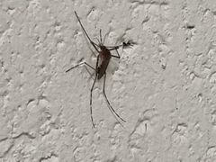 Culicinae
