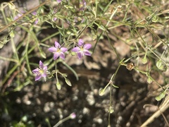 Spergularia rubra