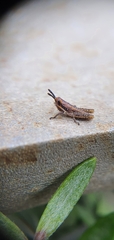 Monistria discrepans