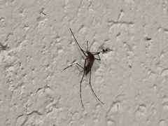 Culicinae