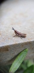 Monistria discrepans