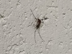 Culicinae