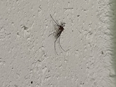 Culicinae