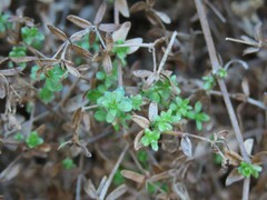 Galium porrigens