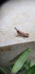 Monistria discrepans