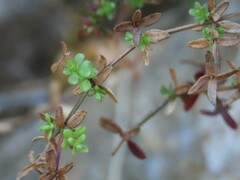 Galium porrigens
