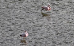 Phoenicoparrus andinus