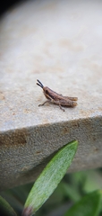 Monistria discrepans