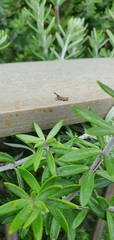 Monistria discrepans