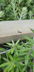 Monistria discrepans
