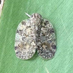 Aprivesa
