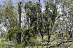 Eucalyptus ochrophloia
