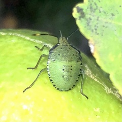 Biprorulus bibax