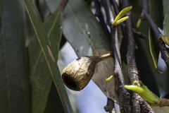 Eucalyptus ochrophloia