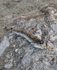 Periophthalmus chrysospilos