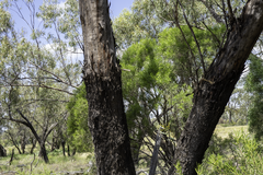 Eucalyptus ochrophloia