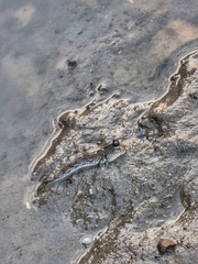 Periophthalmus chrysospilos