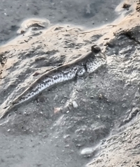 Periophthalmus chrysospilos