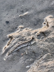 Periophthalmus chrysospilos