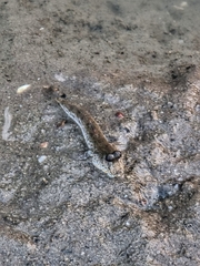 Periophthalmus chrysospilos