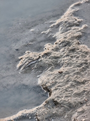 Periophthalmus chrysospilos