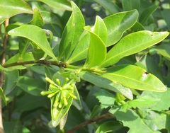 Peddiea africana