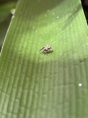 Anthomyia punctipennis