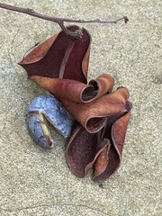 Archidendron lucidum