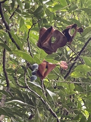 Archidendron lucidum