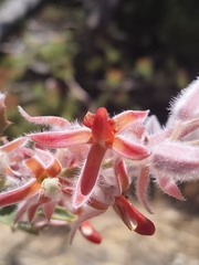 Jacksonia floribunda