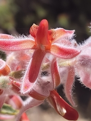 Jacksonia floribunda