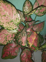 Angiospermae