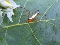 Oxyopes shweta