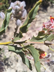 Jacksonia floribunda