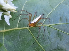 Oxyopes shweta