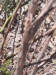 Jacksonia floribunda