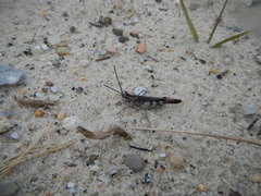 Psinidia fenestralis