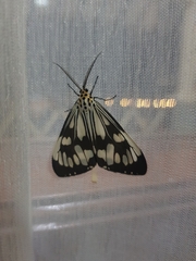 Nyctemera adversata