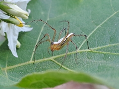 Oxyopes shweta