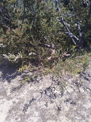 Jacksonia floribunda