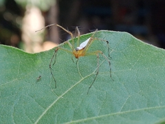 Oxyopes shweta