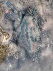 Thalamitinae