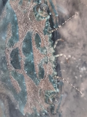 Thalamitinae