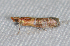 Moodna pallidostrinella