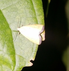 Marimatha nigrofimbria