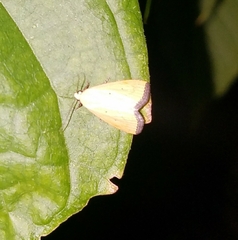 Marimatha nigrofimbria
