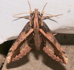 Xylophanes ceratomioides