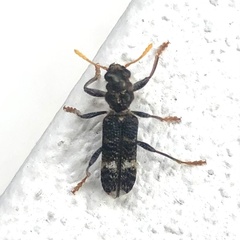Clerinae