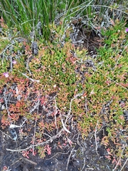 Disphyma crassifolium