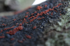 Nectriaceae